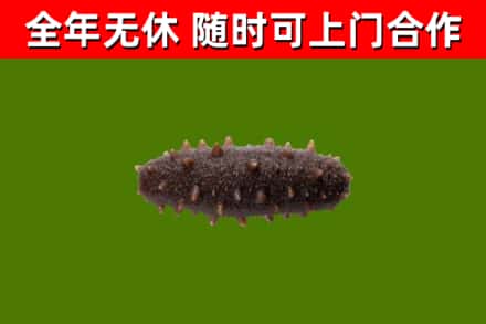 润州烟酒回收干海参.jpg